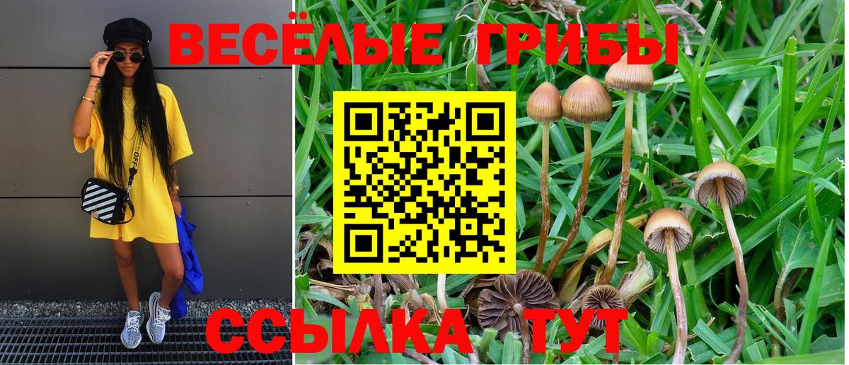 Псилоцибиновые грибы MAGIC MUSHROOMS  Чебоксары  Галлюциногенные грибы Psilocybe 
